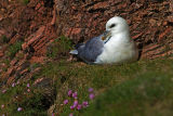 Fulmar 